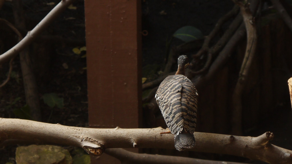 bird resting on a branch