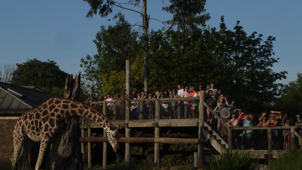 giraffe enclosure