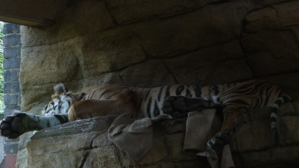 tiger lounging on a rock ledge