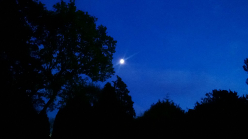 moon shining on Epping Foest