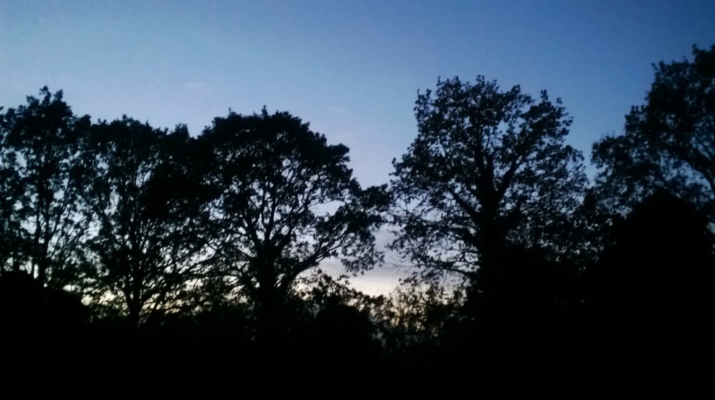 twilight Epping Forest