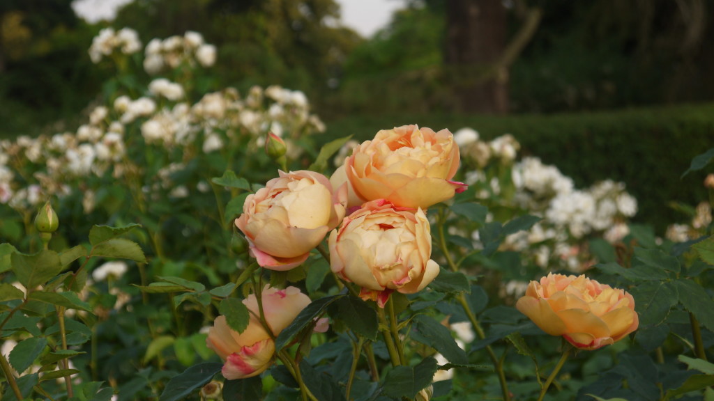 roses, Kew Gardens