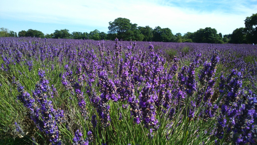 close up of Lavender at Mayfield Lavender Farm