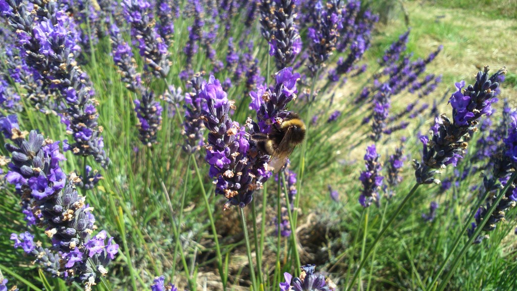 Bee at Mayfield Lavender Farm