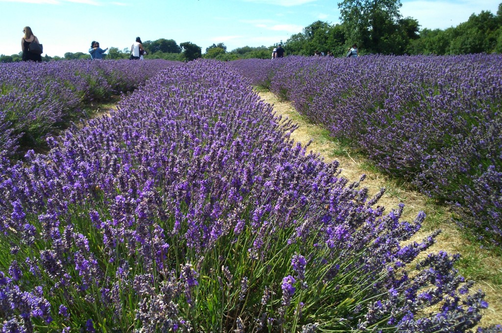 rows of lavender at Mayfield Lavender Farm