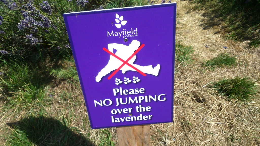 No jumping over the lavender at Mayfield Lavender Farm