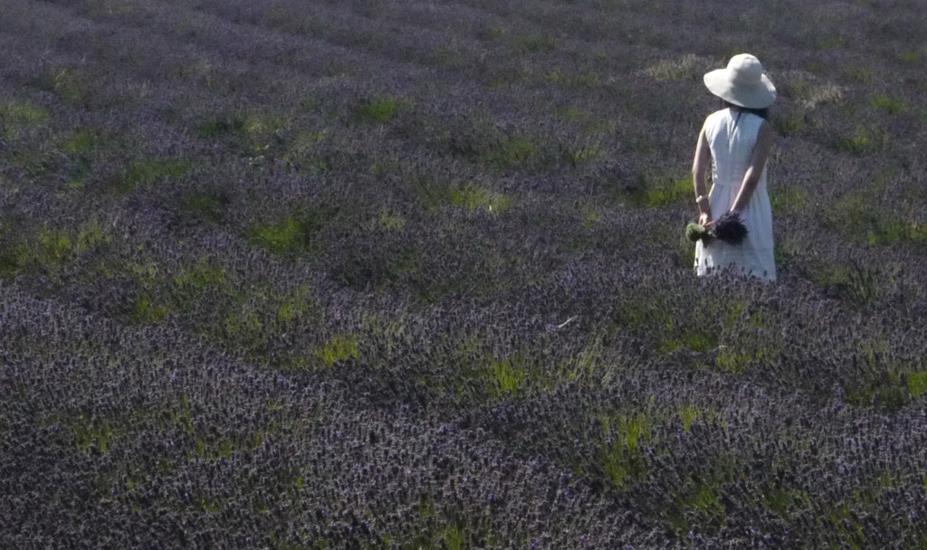 Asian lady posing in the lavender fields at Mayfield Lavender Farm