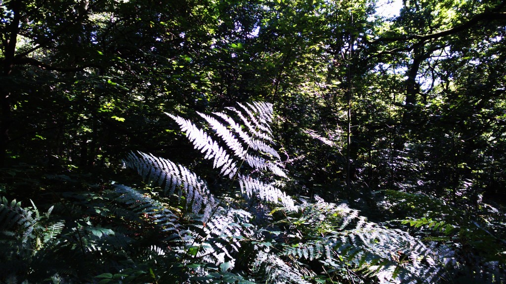 close up of a fern in Queen Elizabeth Country Park
