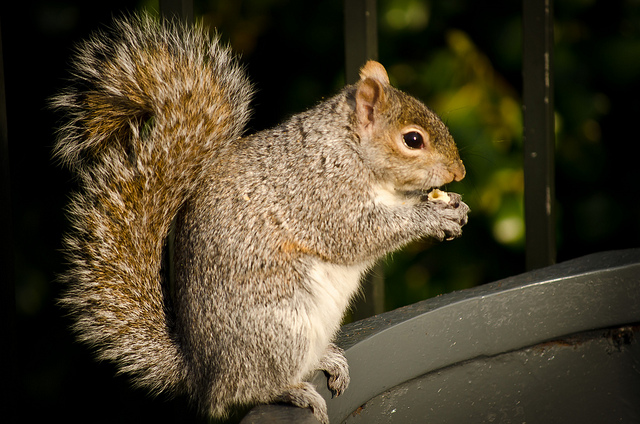 close up of a grey squirrel feeding from a grain bin 