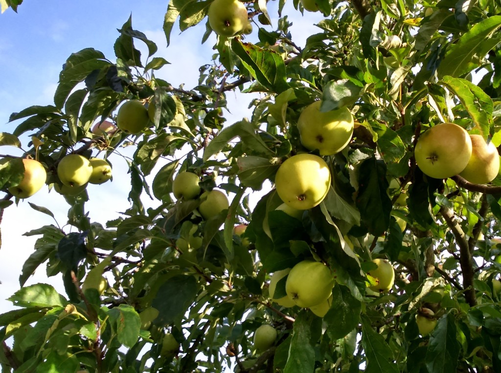 apple trees, Hampshire