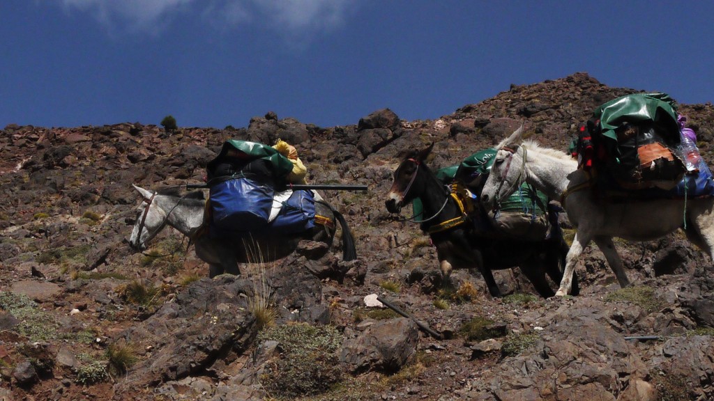 Atlas mountain mules