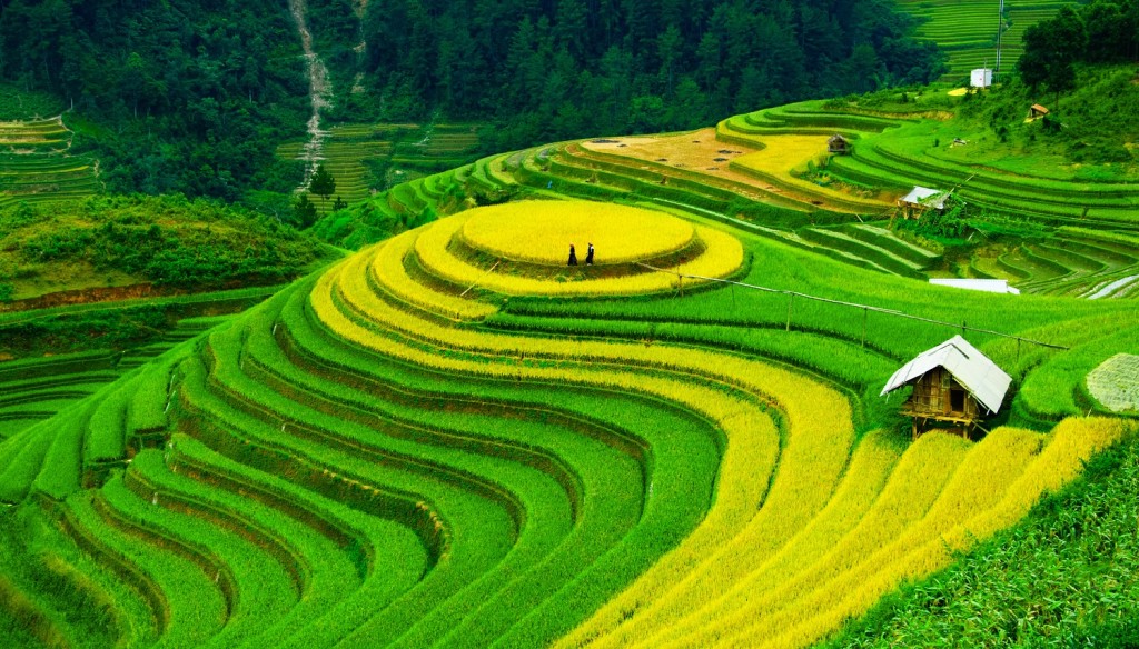 image of a paddy field in Vietnam to promote the Adventure Travel Show 2016
