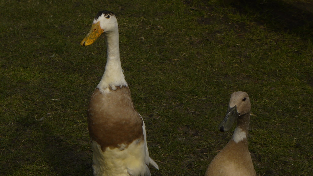Geese at the Red Lion pub in Little Missenden 