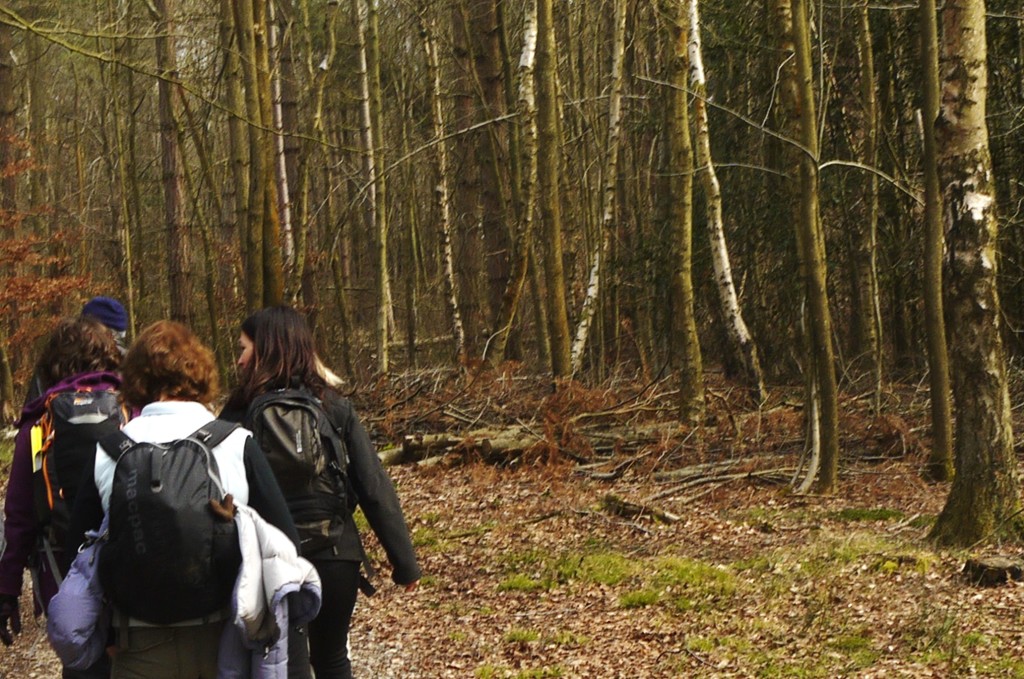 hikers walking through Penn Wood in the Chilterns 