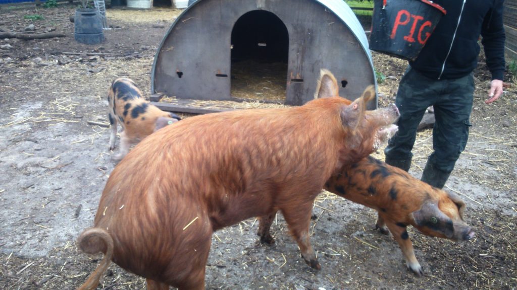 feeding the pigs at Stepney City Farm 