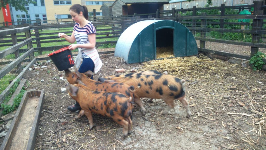 feeding time with the pigs at Stepney City Farm 