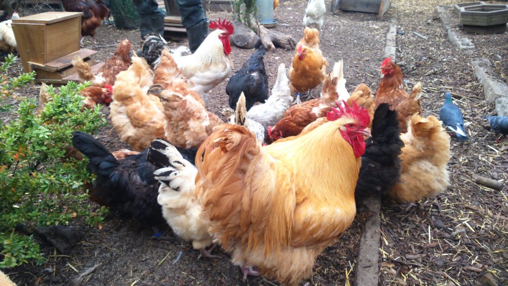 feeding the chickens at Stepney City Farm 