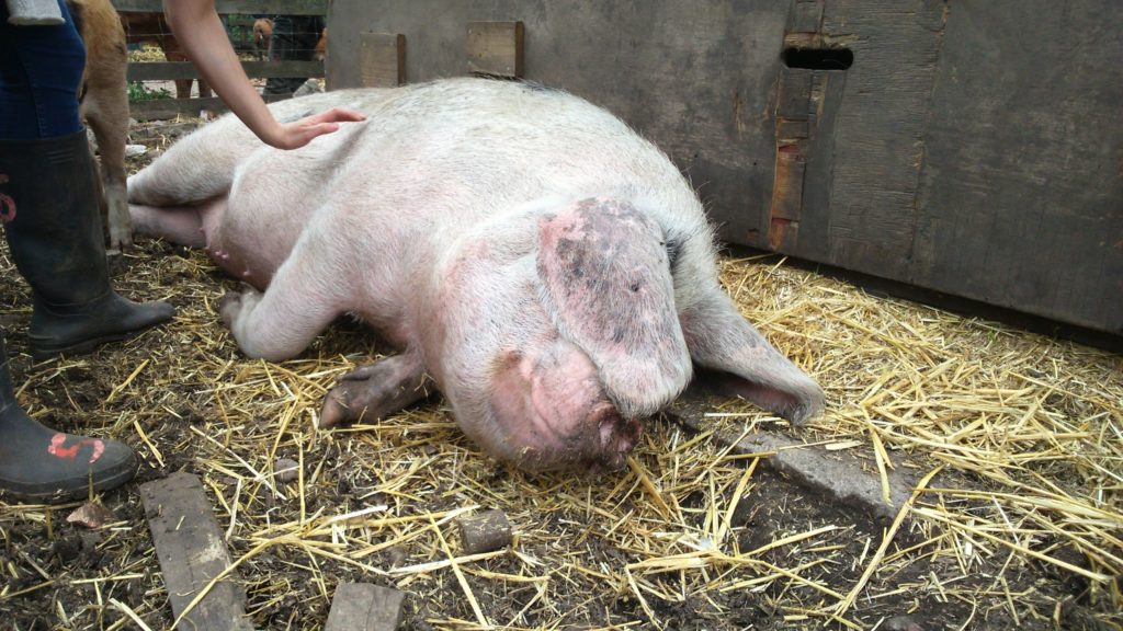 pig stroking at Stepney City Farm 