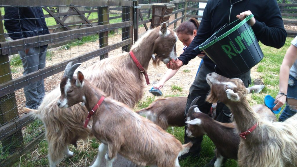 goat grooming at Stepney City Farm 