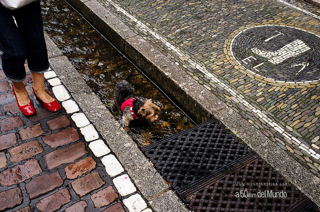 dog coling off in bachle, Freiburg 