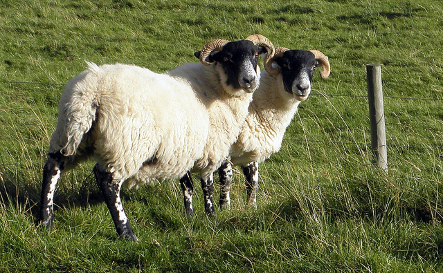 two horned sheep in a field in Strathdearn
