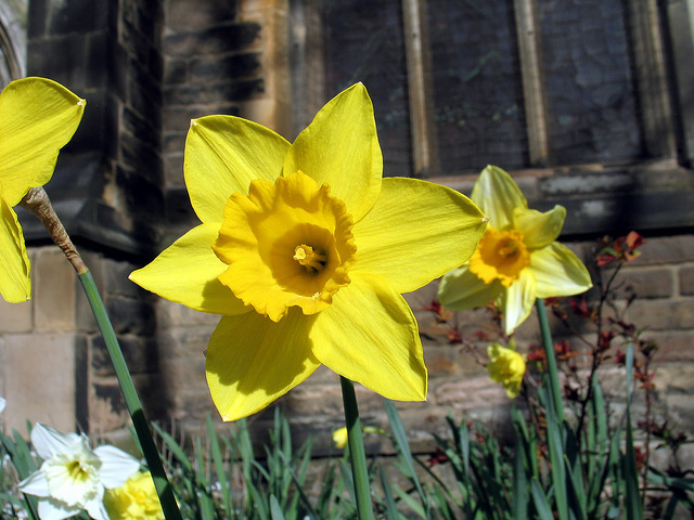 Daffodils in close up in the sunshine