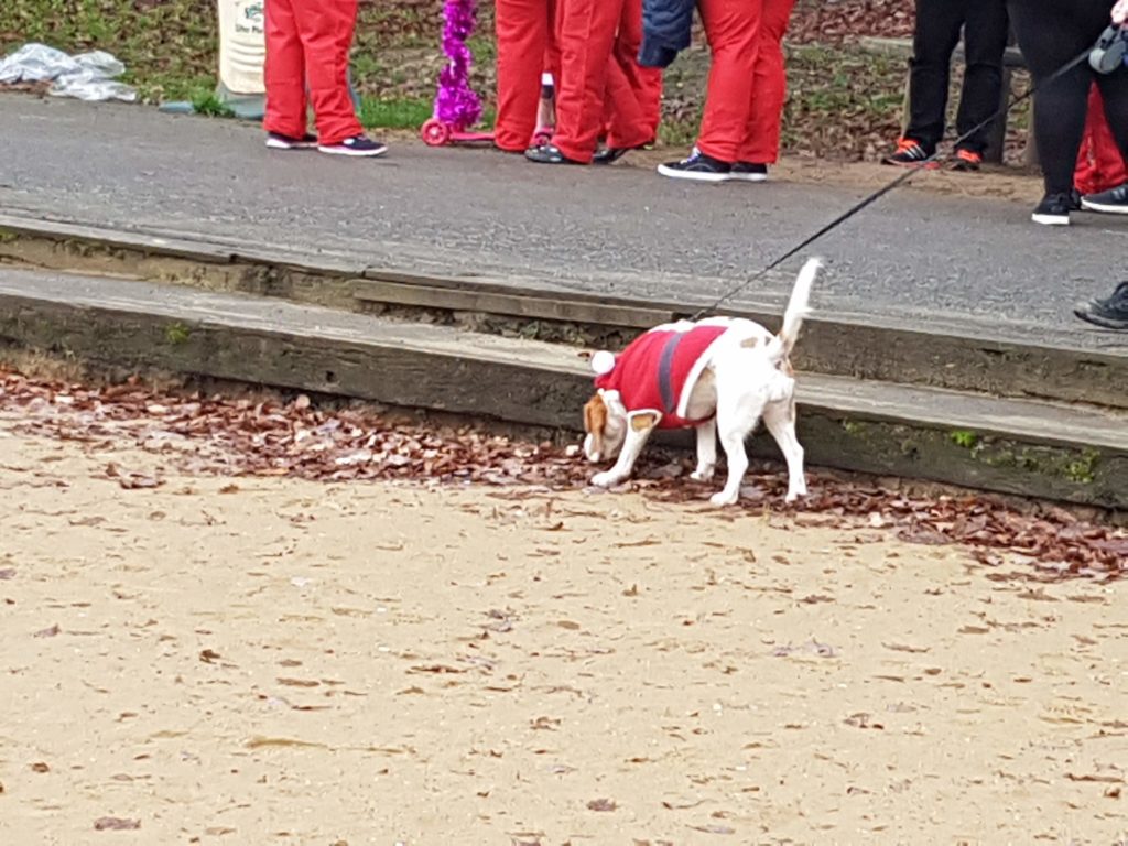 Dog dressed in Santa suit at the Santa Dash 