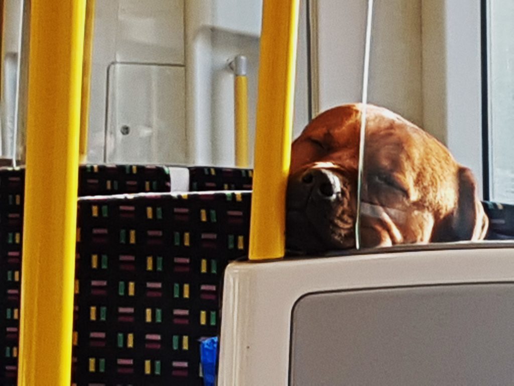 dog relaxing on the London tube