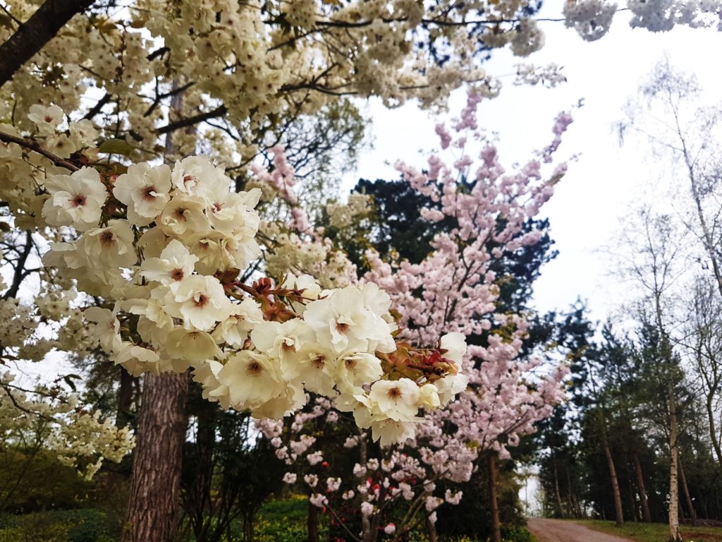 close up of white cherry blossom at RHS Garden Wisley