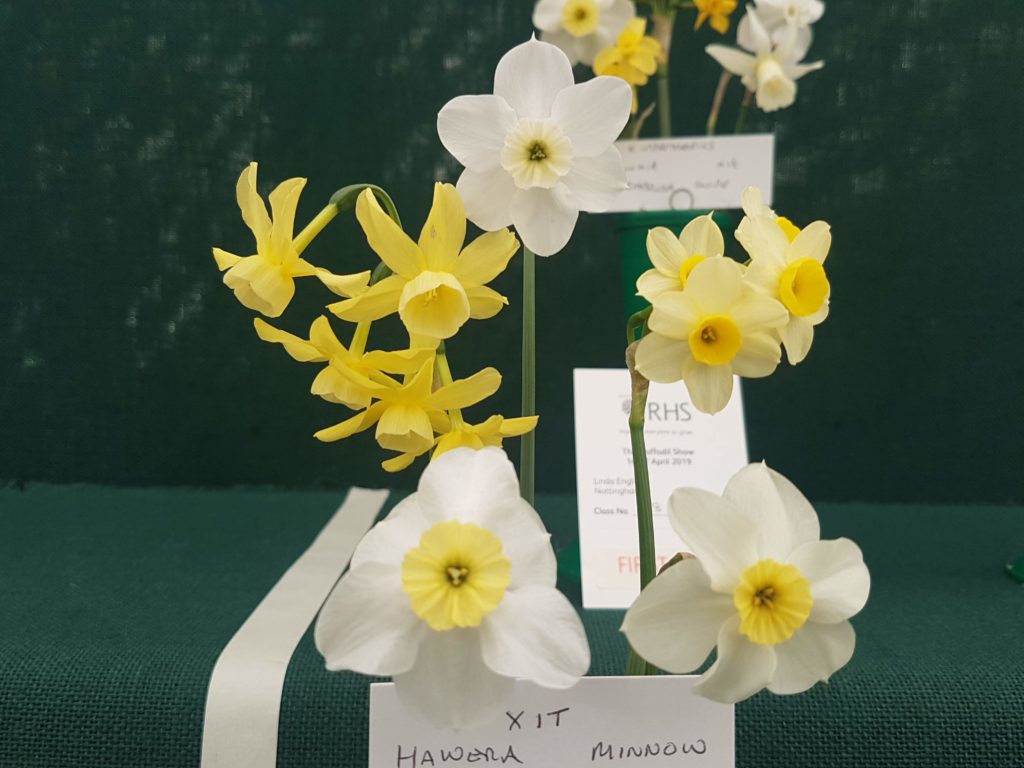 Daffodil montage at RHS Garden Wisley