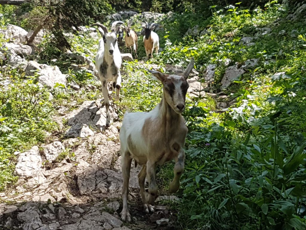 goats in hot pursuit in the Julian Alps, Slovenia. 