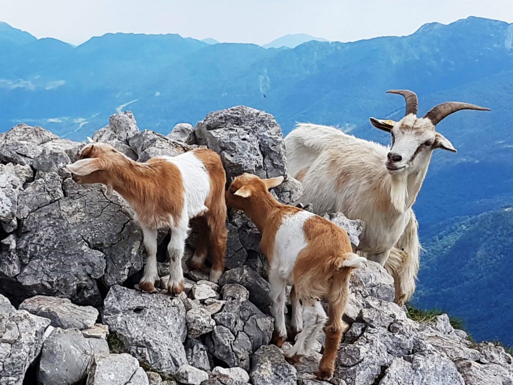 mountain goats in the julian Alps, Slovenia 