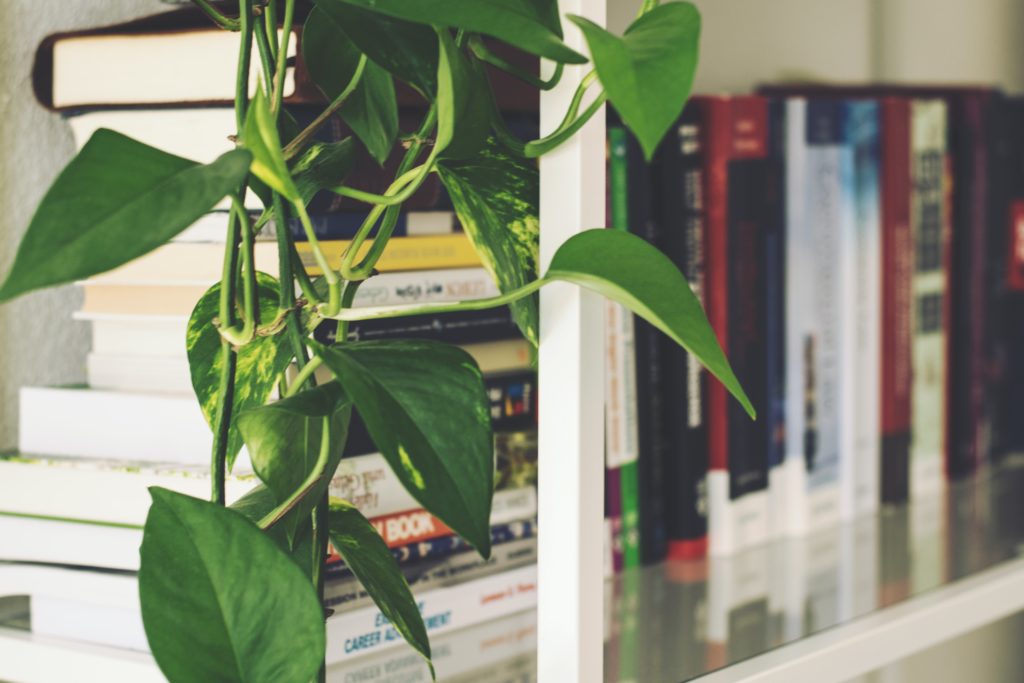 plant positioned next to bookshelf to help remote working