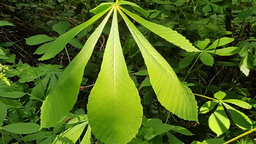 close up of green leaves in the forest 