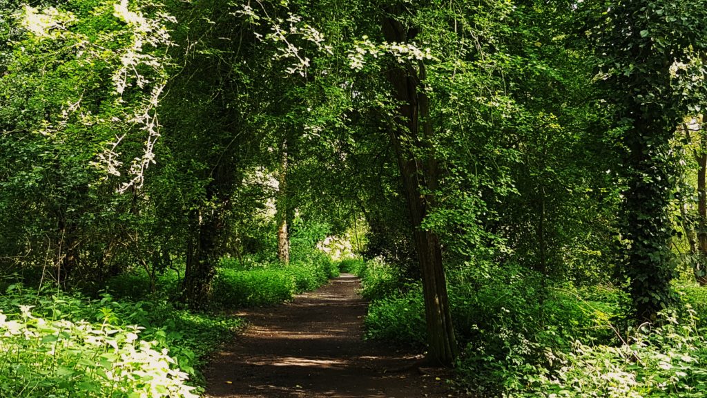 pathway in the forest to forest bathing 