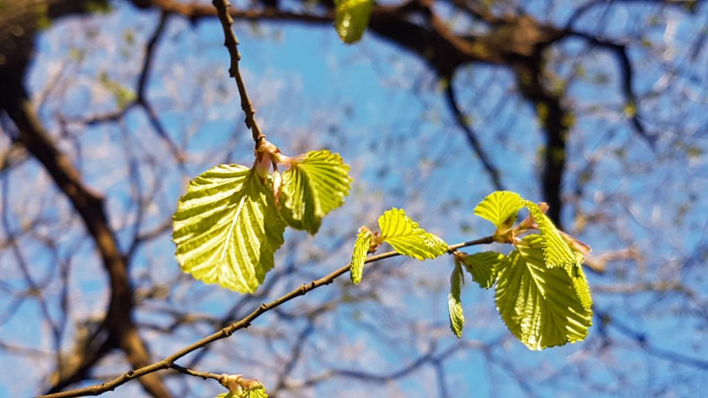 spring leaves on tree forest bathing 