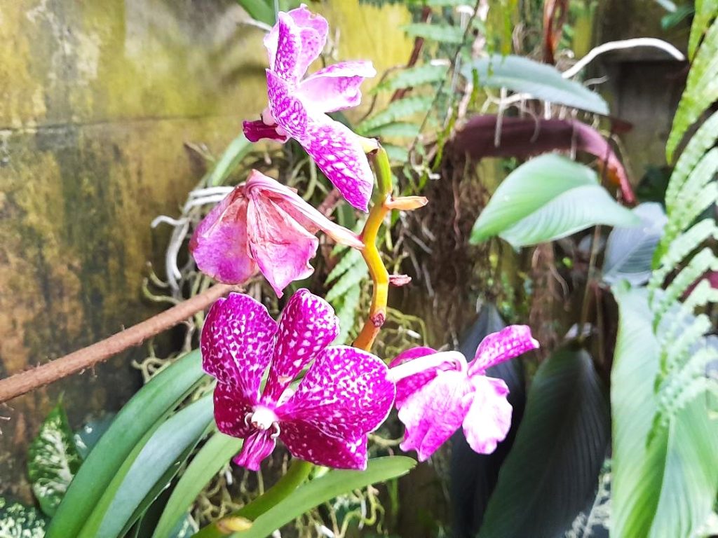 close up of purple orchids at kew gardens