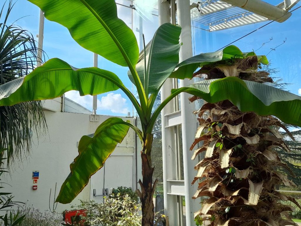 banana tree, glass house, jephson gardens