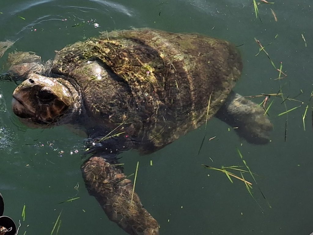 Sea turtles arriving for breakfast at Argistoli harbour