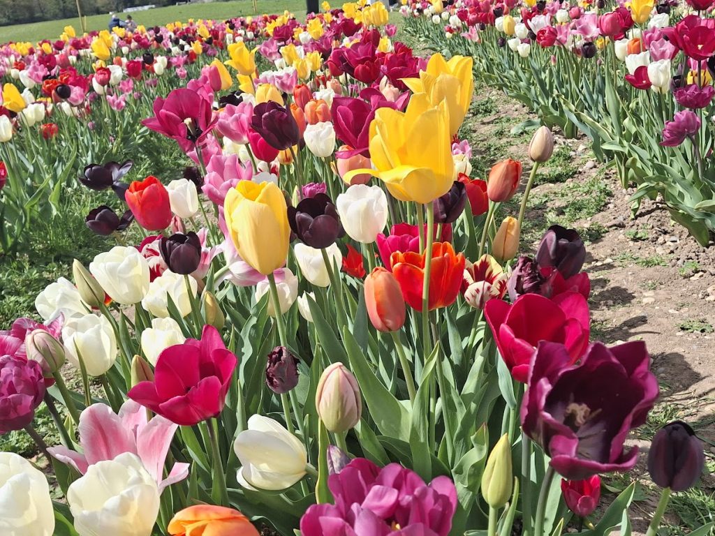 A row of mixed tulips at Tulleys Tulip fields in Hertfordshire