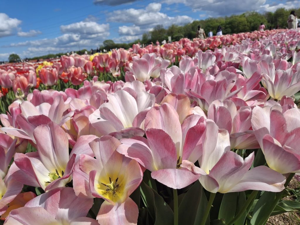 A row of pale pink and white tulips in Hertfordshire's tulip fields