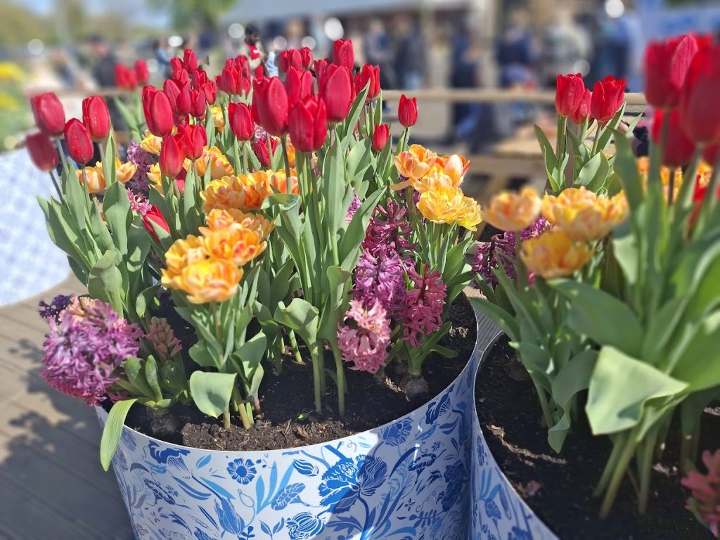 pots of red, yellow and pink tulips for sale