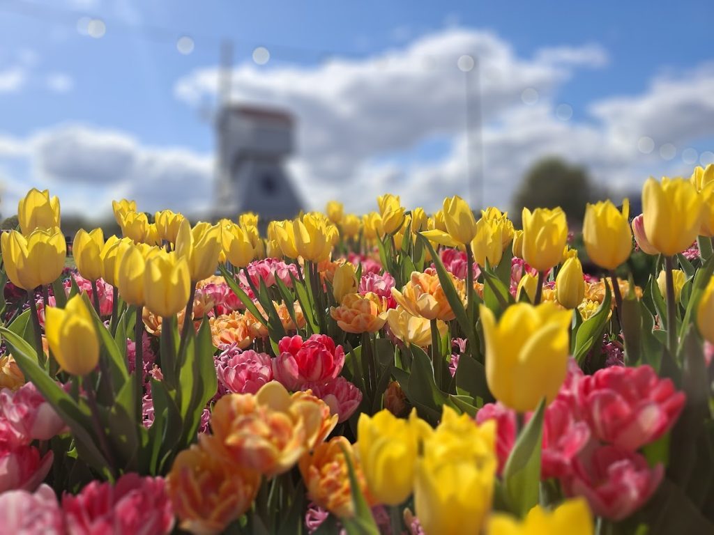 tulips and windmill at Tulleys tulip fields in Hertfordshire