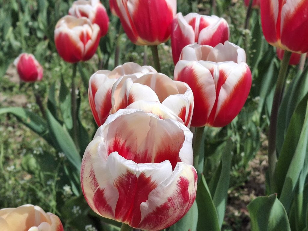 variegated red and white tulips at Tulleys tulip fields