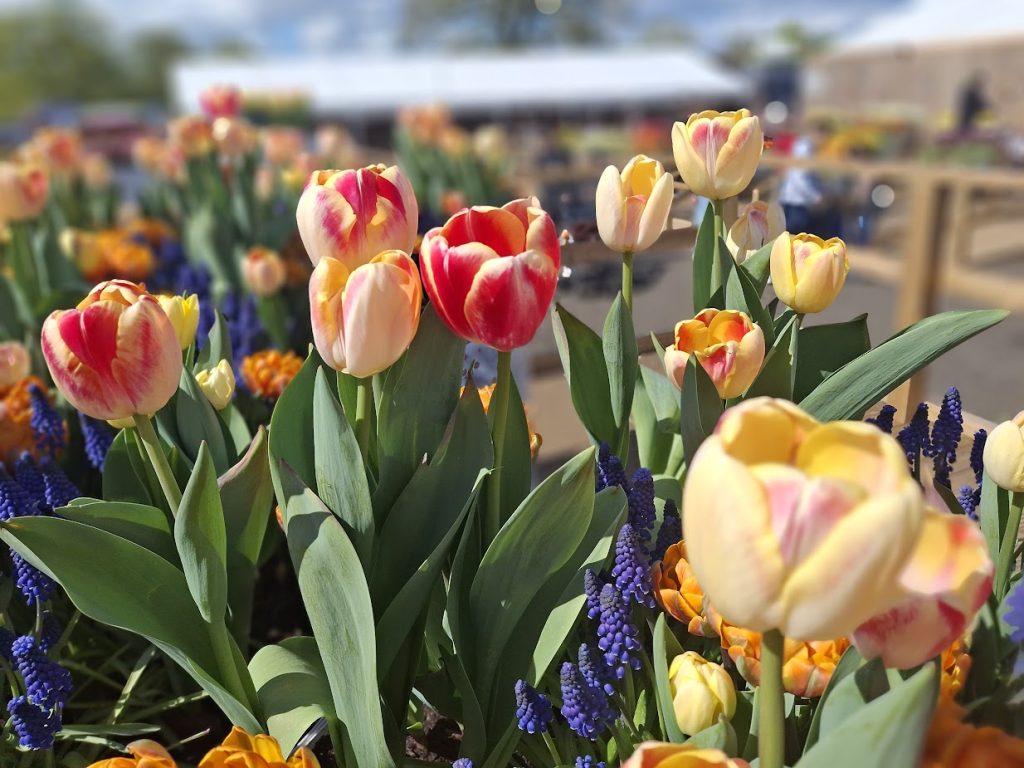 A mixed pot of red, yellow and white tulips at Tulleys tulip fields