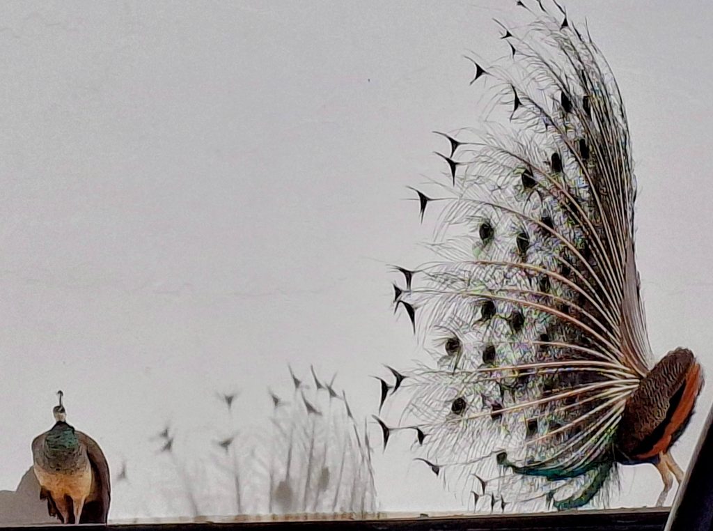 peacock courtship display in Porto, Portugal